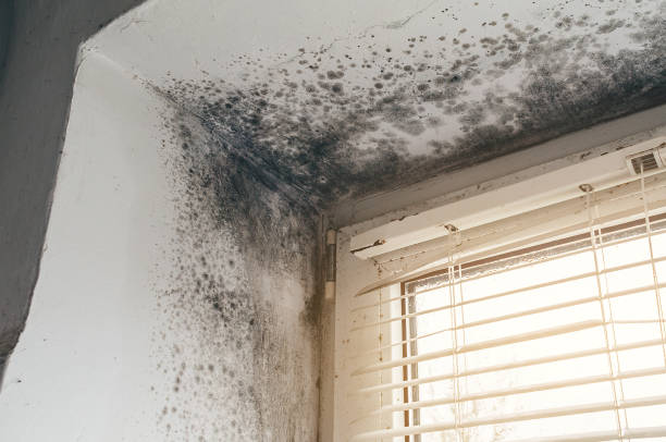 Affordable Basement Mold Remediation solutions in Henderson, GA